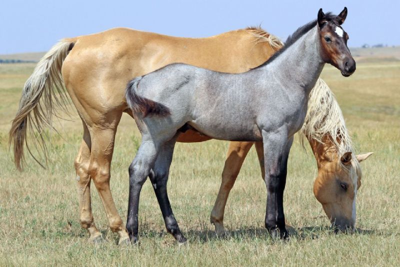 046 - Sapphire Colonel colt